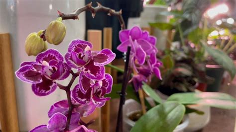 Off the Beaten Path: UPshining Houseplants